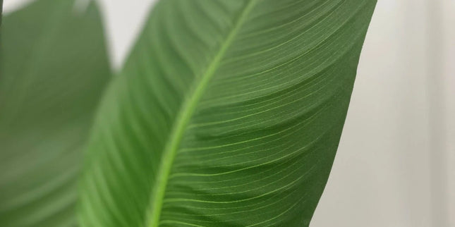 Artificial Bird of Paradise 5ft