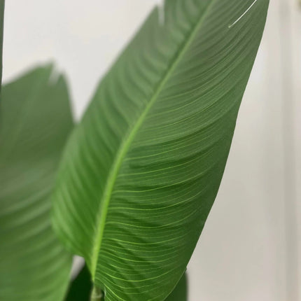 Artificial Bird of Paradise 5ft