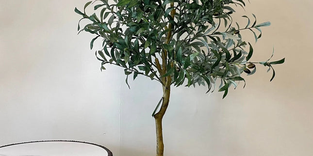 Olive Tree 5ft