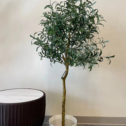 Olive Tree 5ft