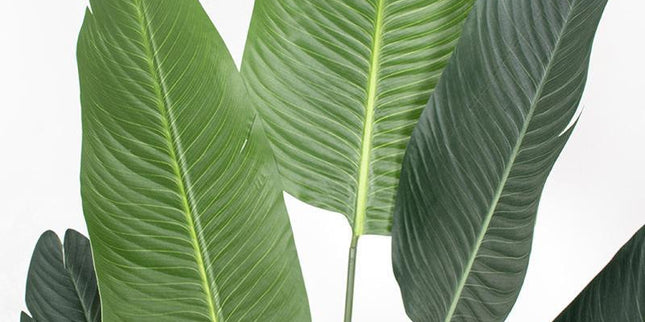 Artificial Bird of Paradise 5ft