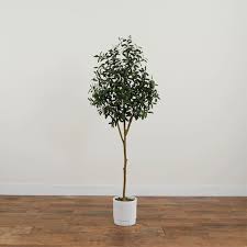 Olive Tree 5ft